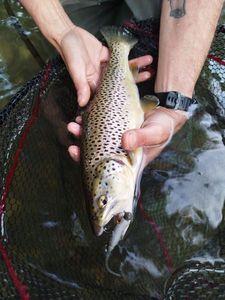 Brown Trout