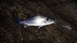 European Bass (Seabass)