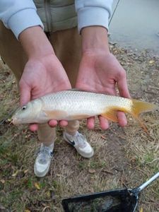 Common Carp