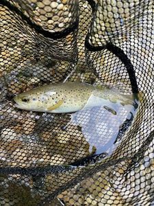 Brown Trout