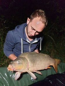 Common Carp