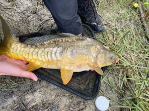 Mirror Carp