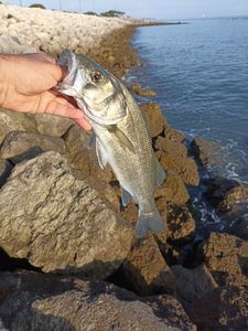 European Bass (Seabass)