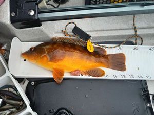 Ballan Wrasse