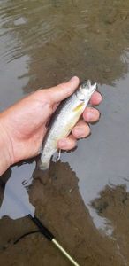 Brook Trout