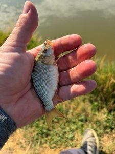 Crucian Carp