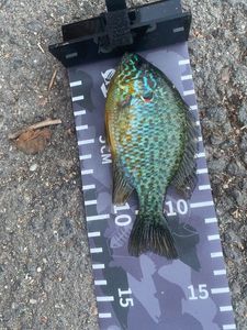 Green Sunfish