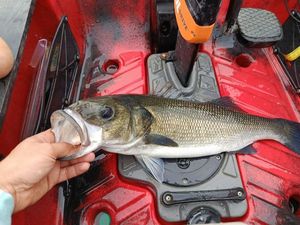 European Bass (Seabass)