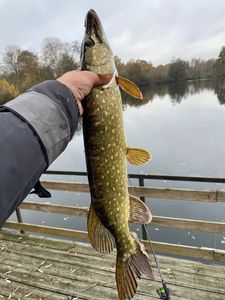 Northern Pike