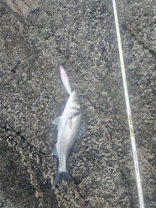 European Bass (Seabass)