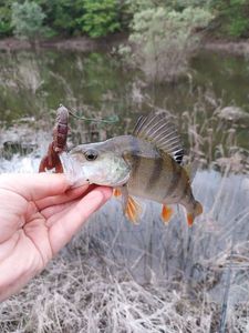 European Perch