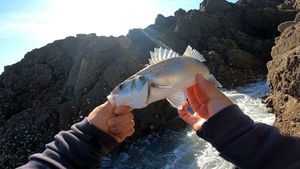 European Bass (Seabass)