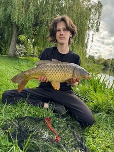 Common Carp