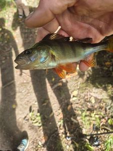 European Perch
