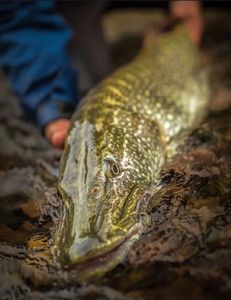 Northern Pike