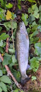Rainbow Trout