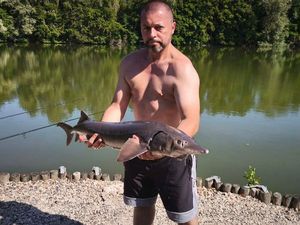 Sturgeon