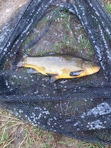 Tench