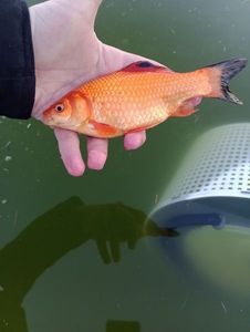 Goldfish