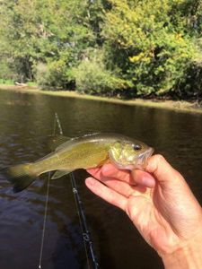 Largemouth Bass