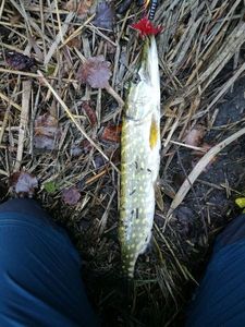 Northern Pike