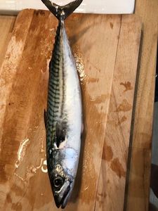 Mackerel