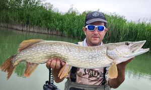 Northern Pike