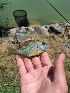 Green Sunfish