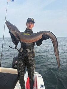 Conger