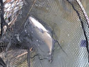 Common Bream
