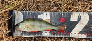 European Perch