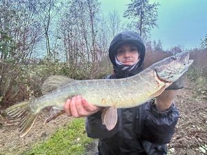 Northern Pike