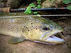 Brown Trout