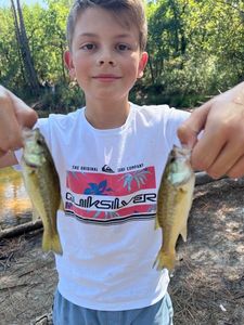Largemouth Bass