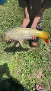 Common Carp