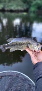 Largemouth Bass