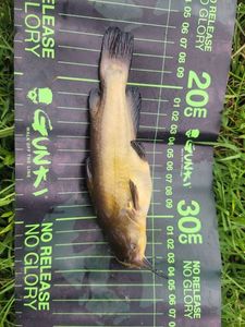 Black Bullhead