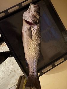 European Bass (Seabass)