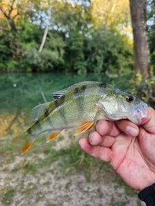 European Perch