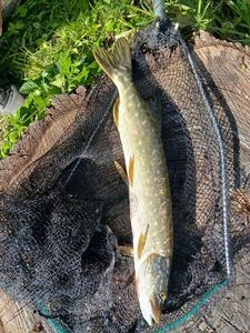 Northern Pike