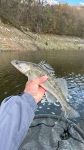 Zander