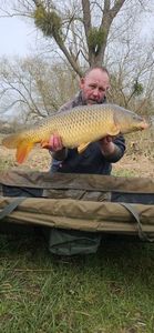 Common Carp