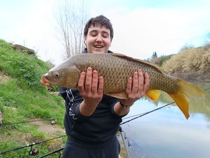 Common Carp