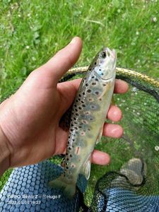 Brown Trout