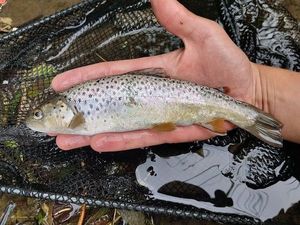 Brown Trout