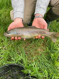 Brown Trout