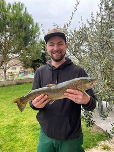 Brown Trout