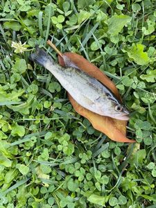Largemouth Bass