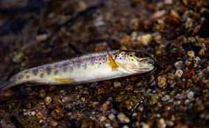 Brown Trout