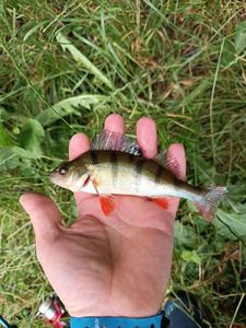 European Perch